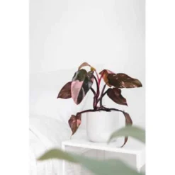 Philodendron Imial Red - Pot 19 Cm - ↕50 Cm -Exporteren Tuin Verge Winkel 1805656378 0103
