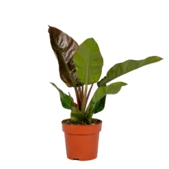 Philodendron Imial Red - Pot 19 Cm - ↕50 Cm