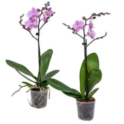 Orchidee - Phalaenopsis Roze 2x - Pot 9 Cm - ↕40 Cm