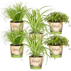 6x Huisdiervriendelijk Mix - Kamerplant - ⌀12 Cm -↕15-25 Cm