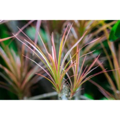 Drakenbloedboom - Dracaena 'Magenta' - Pot 17 Cm - ↕75 Cm -Exporteren Tuin Verge Winkel 1843196057 0102