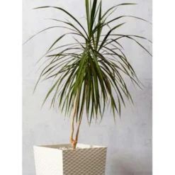 Drakenbloedboom - Dracaena 'Magenta' - Pot 17 Cm - ↕75 Cm -Exporteren Tuin Verge Winkel 1843196057 0103
