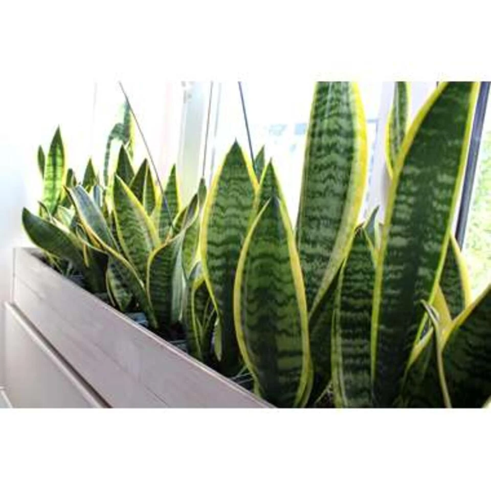 2x Sansevieria 'Laurentii' XL – Vrouwentong – ⌀17cm – ↕55-65 Cm 2 2x Sansevieria 'Laurentii' XL – Vrouwentong – ⌀17cm – ↕55-65 Cm - Afbeelding 2