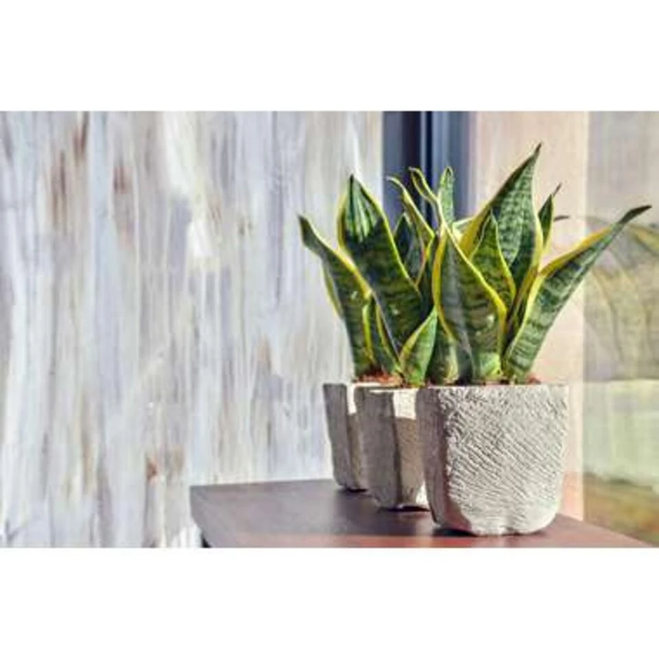 2x Sansevieria 'Laurentii' XL – Vrouwentong – ⌀17cm – ↕55-65 Cm 3 2x Sansevieria 'Laurentii' XL – Vrouwentong – ⌀17cm – ↕55-65 Cm - Afbeelding 3