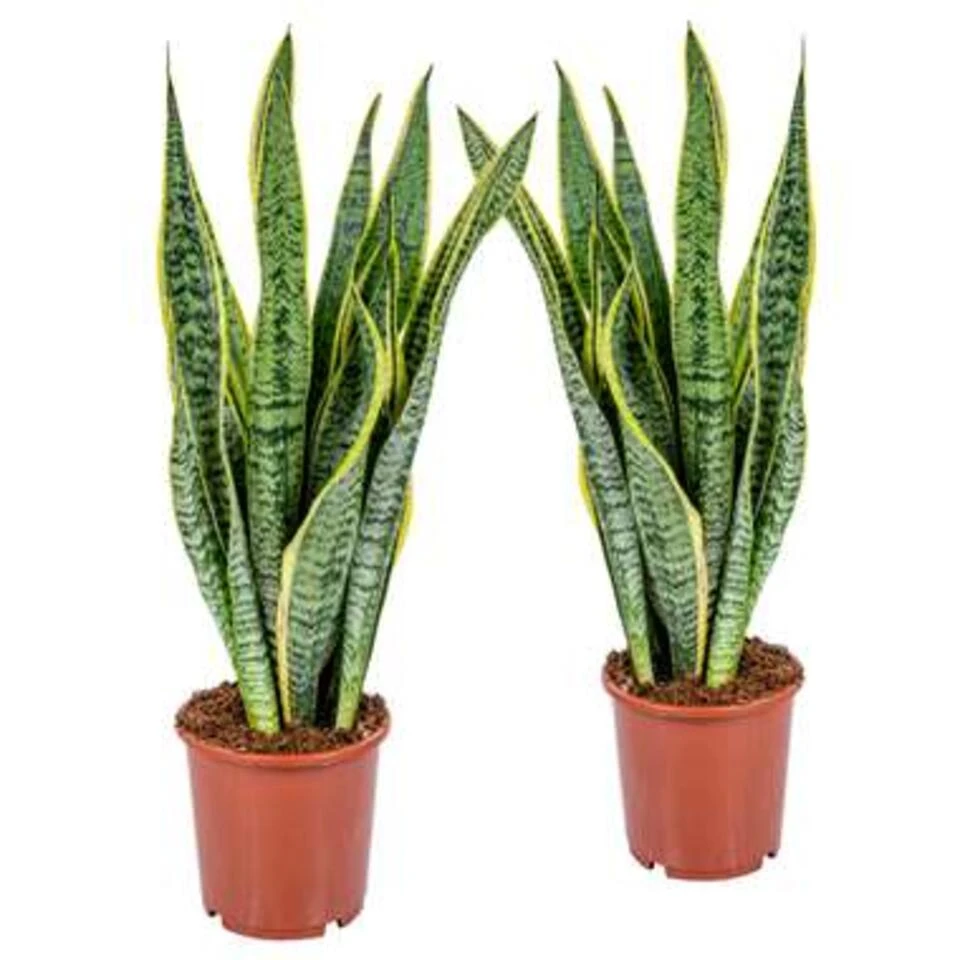 2x Sansevieria 'Laurentii' XL – Vrouwentong – ⌀17cm – ↕55-65 Cm 1 2x Sansevieria 'Laurentii' XL – Vrouwentong – ⌀17cm – ↕55-65 Cm