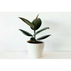 Rubberboom - Ficus 'Robusta' 2x - Pot 12 Cm - ↕35 Cm -Exporteren Tuin Verge Winkel 1844928159 0103