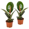 Rubberboom - Ficus 'Robusta' 2x - Pot 12 Cm - ↕35 Cm