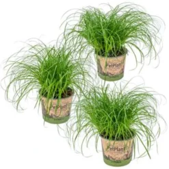 3x Cyperus 'Zumula' - Kattengras - ⌀12 Cm - ↕20-25 Cm