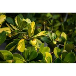 Clusia Rosea Princess - Varkensboom - Pot 17 Cm - ↕55 Cm -Exporteren Tuin Verge Winkel 1868176045 0103