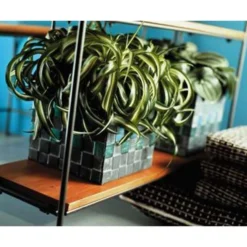 Graslelie - Chlorophytum 'Green Bonnie' - Pot 12 Cm - ↕25 Cm -Exporteren Tuin Verge Winkel 1880453401 0102