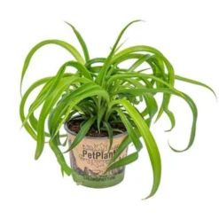 Graslelie - Chlorophytum 'Green Bonnie' - Pot 12 Cm - ↕25 Cm
