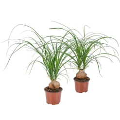 Beaucarnea 'Nolina' - Olifantspoot 2x- Pot 12 Cm - ↕40 Cm