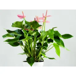 Anthurium 'Aristo' Roze – Flamingoplant - ⌀12 Cm - ↕30-40 Cm -Exporteren Tuin Verge Winkel 1907627920 0102
