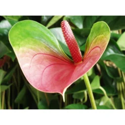 Anthurium 'Aristo' Roze – Flamingoplant - ⌀12 Cm - ↕30-40 Cm -Exporteren Tuin Verge Winkel 1907627920 0103