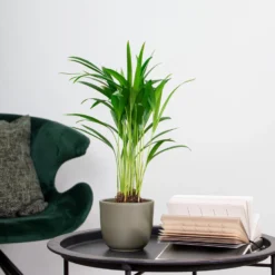 Dypsis Lutescens - Goudpalm - ⌀10,5 Cm - ↕25-30 Cm -Exporteren Tuin Verge Winkel 1908474524 0103