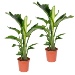 2x Strelitzia Nicolai - Paradijsvogelplant - ⌀19 Cm - ↕80-90 Cm