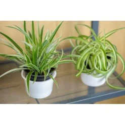 Graslelie - Chlorophytum 'Green Bonnie' 3x - Pot 12 Cm - ↕25 Cm -Exporteren Tuin Verge Winkel 1909730229 0103