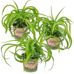 Graslelie - Chlorophytum 'Green Bonnie' 3x - Pot 12 Cm - ↕25 Cm
