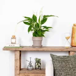 2x Spathiphyllum 'Torelli' - Lepelplant - ⌀12 Cm - ↕35-45 Cm -Exporteren Tuin Verge Winkel 1915513475 0103