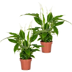 2x Spathiphyllum 'Torelli' - Lepelplant - ⌀12 Cm - ↕35-45 Cm