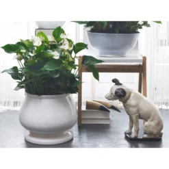 2x Anthurium 'Aristo' Wit – Flamingoplant - ⌀12 Cm - ↕30-40 Cm -Exporteren Tuin Verge Winkel 1918437262 0102