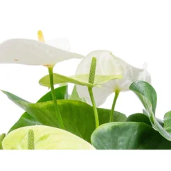 2x Anthurium 'Aristo' Wit – Flamingoplant - ⌀12 Cm - ↕30-40 Cm -Exporteren Tuin Verge Winkel 1918437262 0103