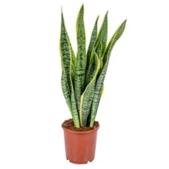Sansevieria 'Laurentii' XL – Vrouwentong – ⌀17cm – ↕55-65 Cm