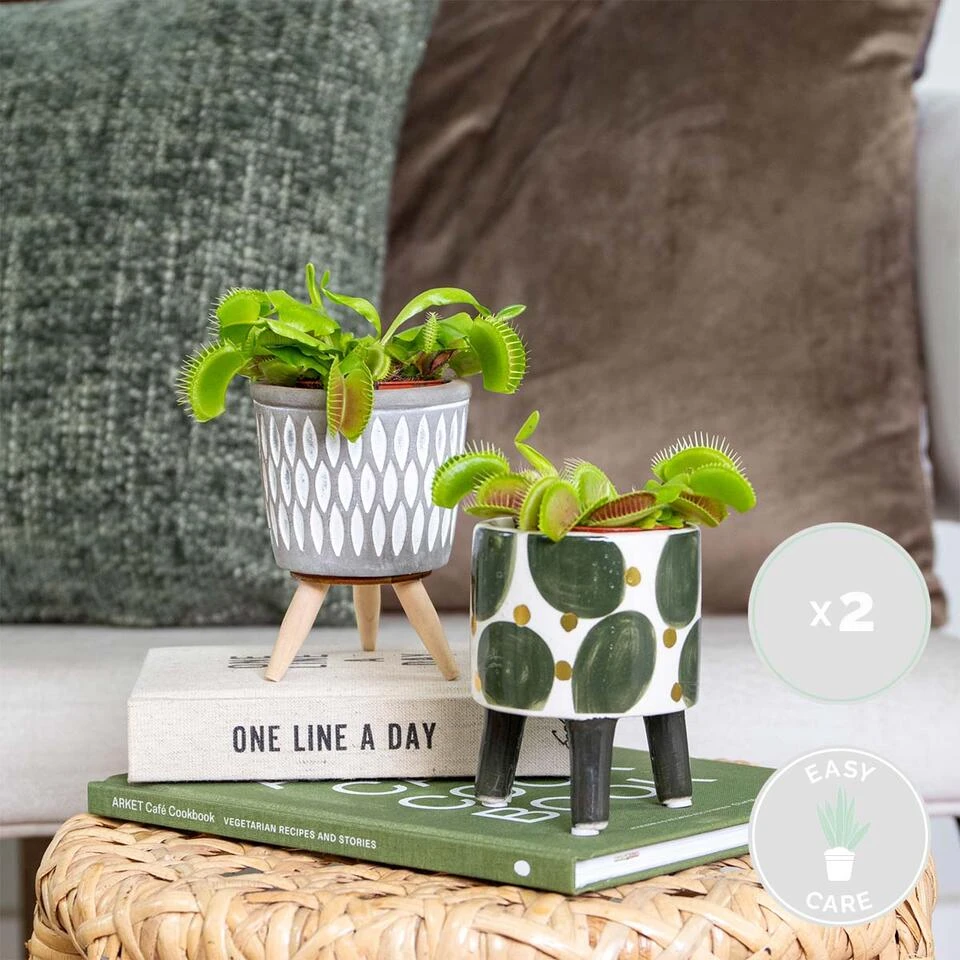 2x Dionaea Muscipula – Venusvliegenvanger – ⌀6 Cm – ↕05-10 Cm 2 2x Dionaea Muscipula – Venusvliegenvanger – ⌀6 Cm – ↕05-10 Cm - Afbeelding 2