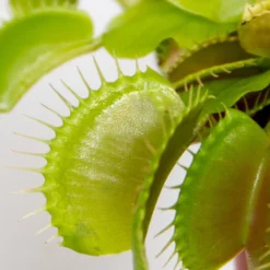 2x Dionaea Muscipula – Venusvliegenvanger – ⌀6 Cm – ↕05-10 Cm 6 2x Dionaea Muscipula – Venusvliegenvanger – ⌀6 Cm – ↕05-10 Cm -Exporteren Tuin Verge Winkel 1922118546 0102