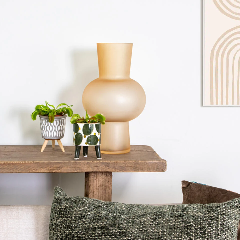 2x Dionaea Muscipula – Venusvliegenvanger – ⌀6 Cm – ↕05-10 Cm 4 2x Dionaea Muscipula – Venusvliegenvanger – ⌀6 Cm – ↕05-10 Cm - Afbeelding 4