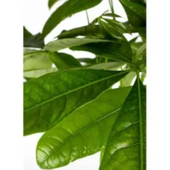 Pachira Aquatica - Geldboom - ⌀19 Cm - ↕75-85 Cm -Exporteren Tuin Verge Winkel 1925513360 0102