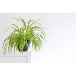 5x Luchtzuiverende Mix – ⌀12 Cm - ↕20-45 Cm -Exporteren Tuin Verge Winkel 1926219633 0102