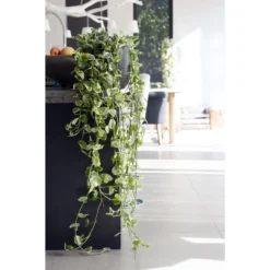 Scindapsus 'Marble Queen' In Hangpot 2x -Pot 17 Cm - ↕25 Cm -Exporteren Tuin Verge Winkel 1926721739 0102