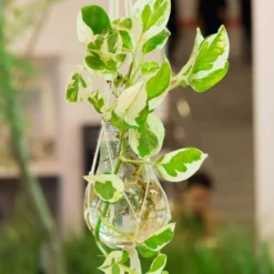 Scindapsus 'Marble Queen' In Hangpot 2x -Pot 17 Cm - ↕25 Cm -Exporteren Tuin Verge Winkel 1926721739 0103