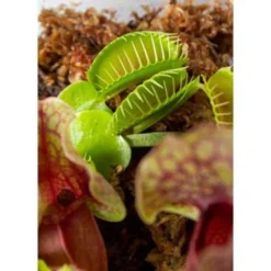 Plantenterrarium Bye Bye Fly – Vleesetende Planten – ↕23 Cm -Exporteren Tuin Verge Winkel 1927342073 0103