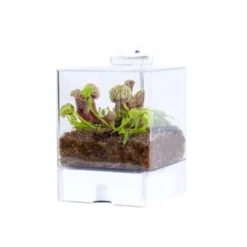 Plantenterrarium Bye Bye Fly – Vleesetende Planten – ↕23 Cm