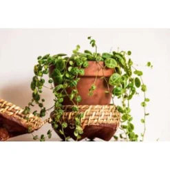 Schildpad Plant - Calissia Repens 6x - Pot 12 Cm - ↕20 Cm -Exporteren Tuin Verge Winkel 1929467025 0102