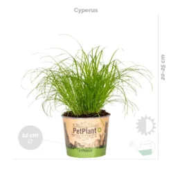 3x Huisdiervriendelijk Mix - Kamerplant - ⌀12 Cm -↕15-25 Cm -Exporteren Tuin Verge Winkel 1933326887 0102