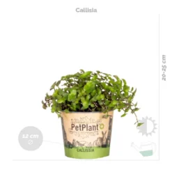 3x Huisdiervriendelijk Mix - Kamerplant - ⌀12 Cm -↕15-25 Cm -Exporteren Tuin Verge Winkel 1933326887 0103