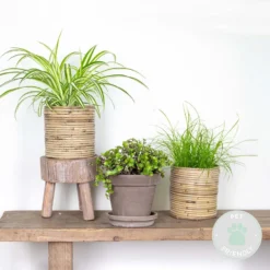 3x Huisdiervriendelijk Mix - Kamerplant - ⌀12 Cm -↕15-25 Cm