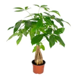 Pachira Aquatica - Geldboom - ⌀12 Cm - ↕25-35 Cm