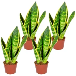 Sansevieria 'Suba' 4x - Pot 9 Cm - ↕35 Cm
