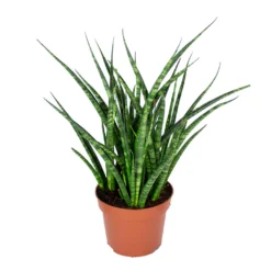 Sansevieria 'Fernwood Punk' - Pot 12 Cm - ↕35 Cm
