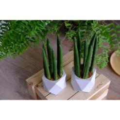 Sansevieria 'Straight' - Pot 12 Cm - ↕40 Cm -Exporteren Tuin Verge Winkel 1944490800 0102