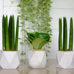 Sansevieria 'Straight' - Pot 12 Cm - ↕40 Cm -Exporteren Tuin Verge Winkel 1944490800 0103