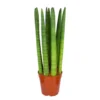 Sansevieria 'Straight' - Pot 12 Cm - ↕40 Cm