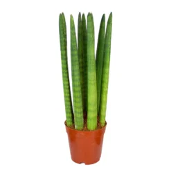 Sansevieria 'Straight' - Pot 12 Cm - ↕40 Cm