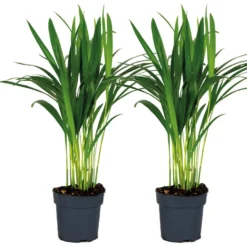 2x Dypsis Lutescens - Goudpalm - ⌀12 Cm - ↕20-25 Cm