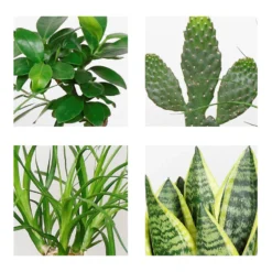 4x Tropische Kamerplanten Mix - ⌀12 Cm - ↕ 25-45 Cm -Exporteren Tuin Verge Winkel 1977682885 0102