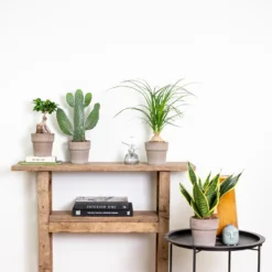 4x Tropische Kamerplanten Mix - ⌀12 Cm - ↕ 25-45 Cm -Exporteren Tuin Verge Winkel 1977682885 0103